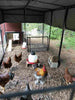 Walk-In 15 ft. Chicken Run (6'6W x 15'L x 6'3H)