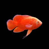 Red Chili Oscar (Astronotus ocellatus)