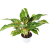 Chinese Evergreen 'Sparkling Sarah' - 6 Pot