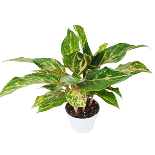 Chinese Evergreen 'Sparkling Sarah' - 6 Pot