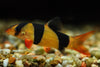 Clown loaches 2