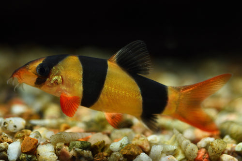 Clown loaches 2