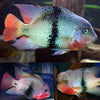 Black Belt Cichlid (Vieja Maculicauda) 4”-4.5”
