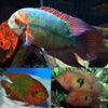 Chocolate Cichlid 2.5-3.5