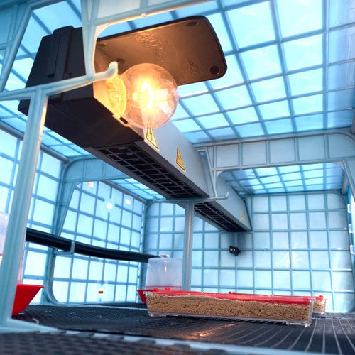 Chick Brooder - Automatic Heater - HT03E