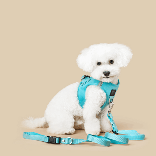 3-in-1 City Dog Leash - Fifth Avenue