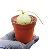 Climbing Onion