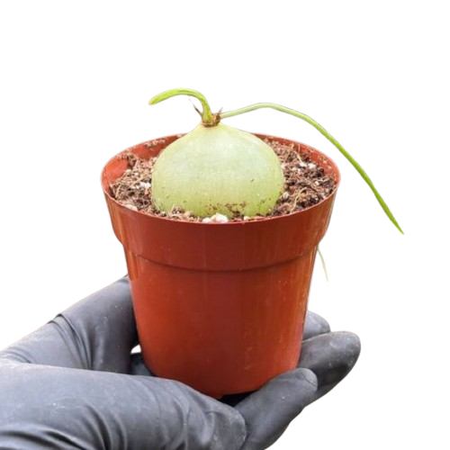 Climbing Onion