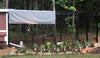 Walk-In 15 ft. Chicken Run (6'6W x 15'L x 6'3H)
