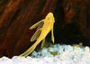 L144 Blue Eye Lemon Bristlenose Pleco (Ancistrus sp)