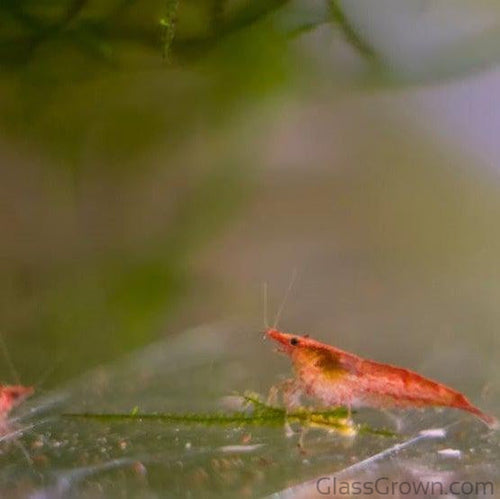 Colony Shrimp Grower Powdered Food Supplement