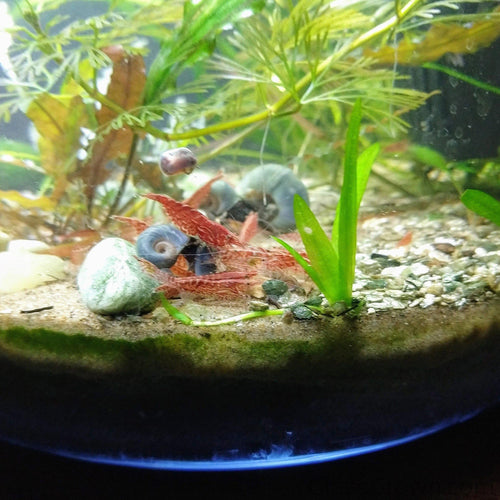 Colony Shrimp Grower Powdered Food Supplement