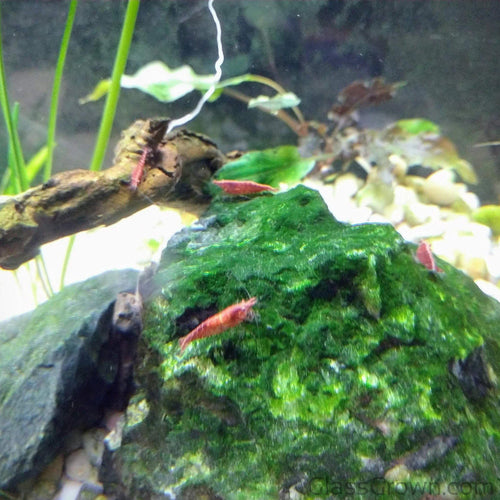 Colony Shrimp Grower Powdered Food Supplement