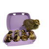 Color Mix Quail Jumbo Hatching Eggs - Hens Choice fun colors