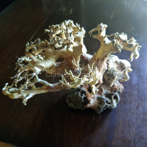 Corcovado Bonsai Wood Nano Size 6