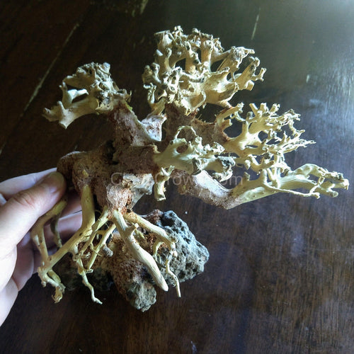 Corcovado Bonsai Wood Nano Size 6