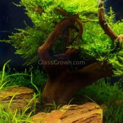 Corcovado Bonsai Wood Nano Size 6