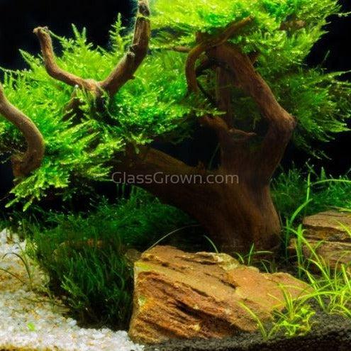 Corcovado Bonsai Wood Nano Size 6