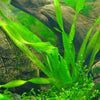 Corkscrew Vallisneria