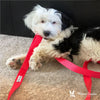 Fabric Dog Leash - Red