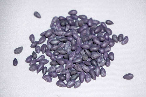 Pure White Cotton Seed