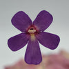 Pinguicula Countess De Ville
