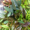 Cryptocoryne ' Mi Oya'