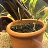 Cryptocoryne Retrospiralis