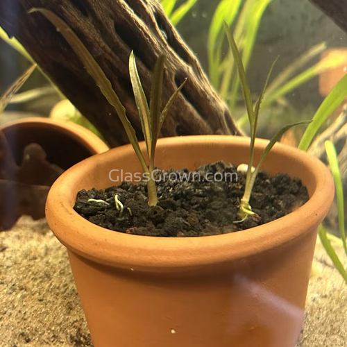 Cryptocoryne Retrospiralis