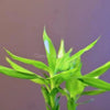 Curly Bamboo Plant