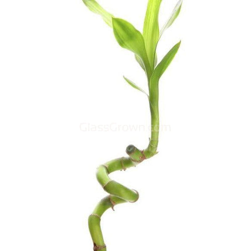 Curly Bamboo Plant