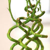 Curly Bamboo Plant