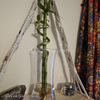 Curly Bamboo Plant