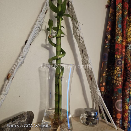 Curly Bamboo Plant