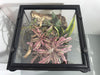 EncloSure™ Replacement Lid for Exo Terra Natural Terrarium 12″ × 12″