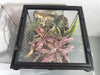 EncloSure™ Replacement Lid for Exo Terra Natural Terrarium 12″ × 12″
