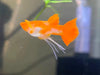 Koi red ear ribbon guppy