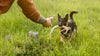 Shed Hunting 101: Train Your Dog to Find Antlers