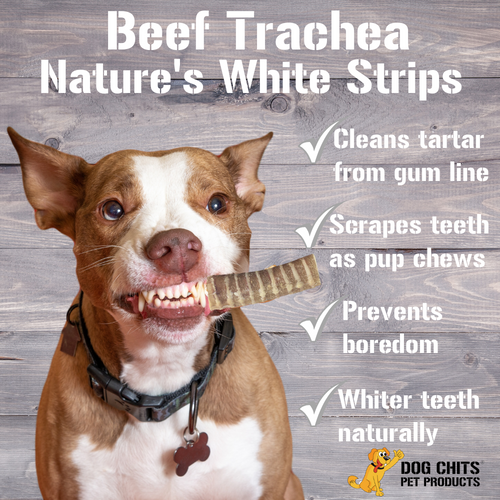 Beef Trachea Dog Treats - 1 lb. (3-4 pieces)