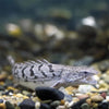 Delhezi Bichir