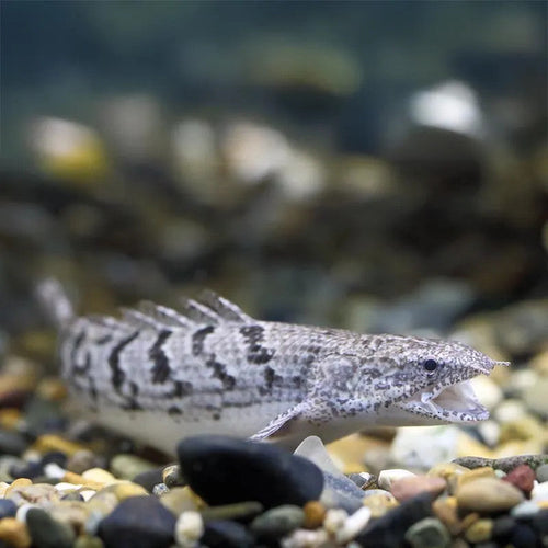 Delhezi Bichir