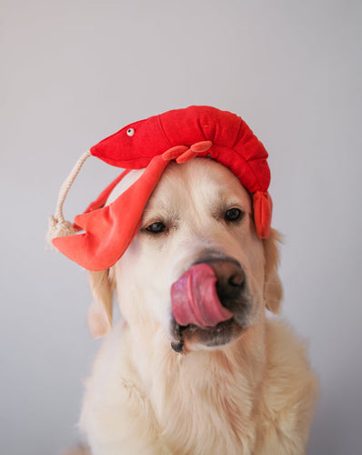 Pet Toy - Lobster Sebastian