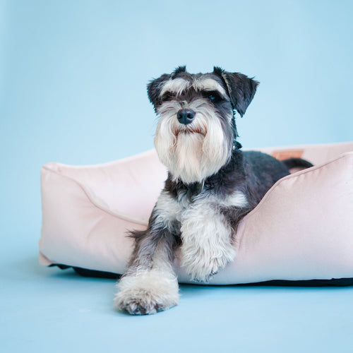 Velvet Dog Bed Dreamer