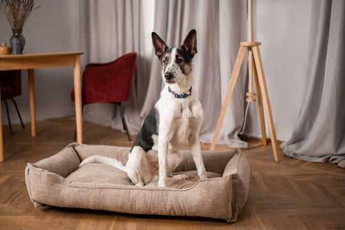 Corduroy Dog Bed Dreamer
