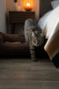 Chester & Lee | Fancy Corduroy Sleeper Dog Bed Brown