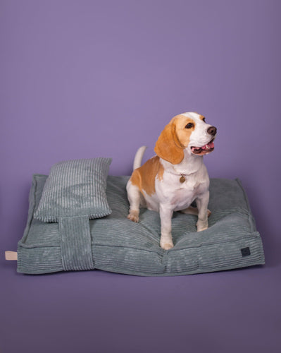 Memory Foam Dog Bed