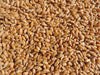 Non-GMO Wheat Seed for Wheatgrass and Cat Grass - Glyphosate Free