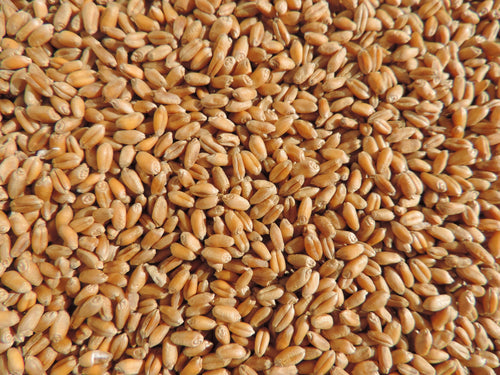 Non-GMO Wheat Seed for Wheatgrass and Cat Grass - Glyphosate Free