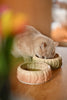 Puff Pet Bowl - Gradient Caramel