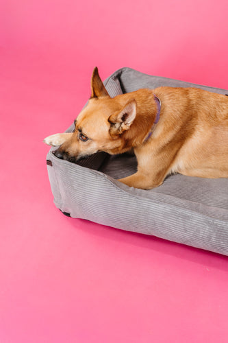Chester & Lee | Fancy Corduroy Sleeper Dog Bed Gray